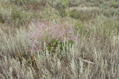 Limonium meyeri