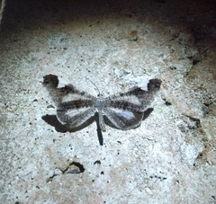 Hedylidae