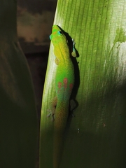 Phelsuma laticauda laticauda