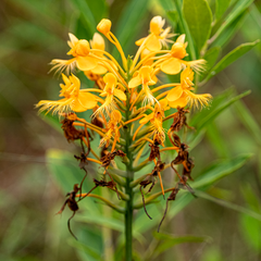 Platanthera ciliaris