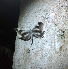 Hedylidae