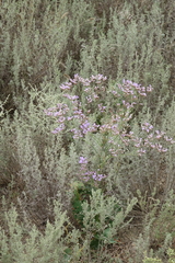 Limonium meyeri