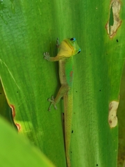 Phelsuma laticauda laticauda