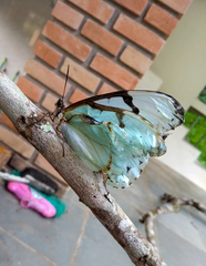 Morpho epistrophus