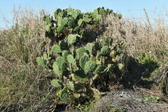 Opuntia megapotamica