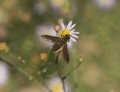 Poecilanthrax lucifer
