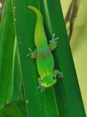 Phelsuma laticauda laticauda