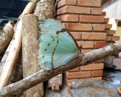 Morpho epistrophus