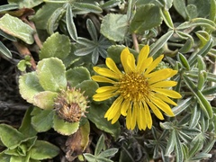 Grindelia stricta