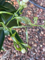Phyllocnistis citrella