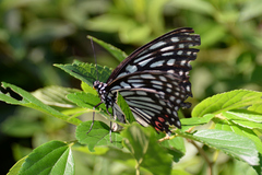 Hestina assimilis