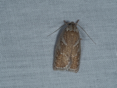 Euchaetis rhizobola