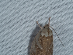 Euchaetis rhizobola