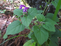 Scutellaria seleriana