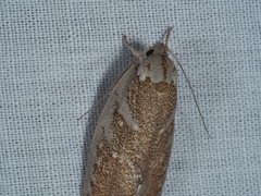 Euchaetis rhizobola