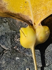 Pemphigus populicaulis