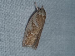 Euchaetis rhizobola