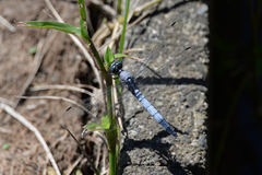 Orthetrum albistylum speciosum