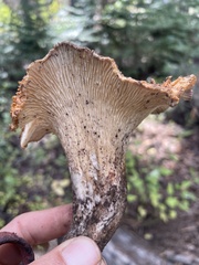 Turbinellus kauffmanii