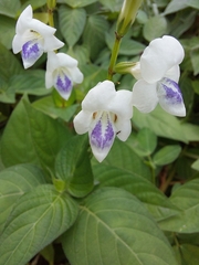 Asystasia intrusa