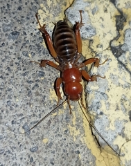 Stenopelmatus talpa