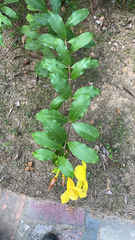 Allamanda cathartica