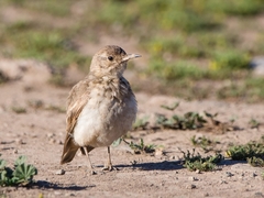 Geositta cunicularia