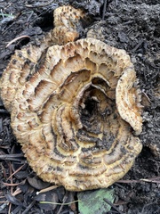 Turbinellus kauffmanii