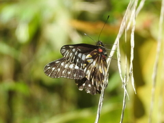 Catasticta flisa flisa