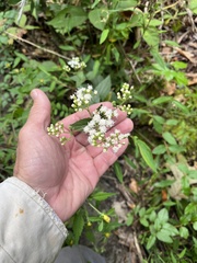 Ageratina aromatica