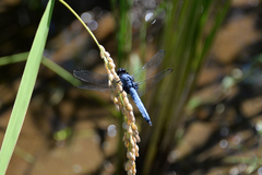 Orthetrum melania melania