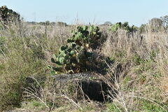 Opuntia megapotamica