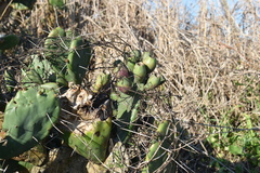Opuntia megapotamica