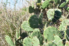 Opuntia megapotamica