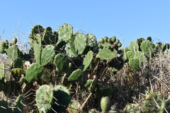 Opuntia megapotamica