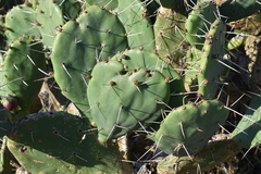 Opuntia megapotamica