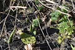 Opuntia megapotamica