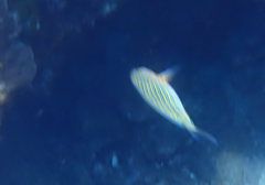 Acanthurus lineatus
