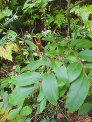 Vaccinium myrtilloides