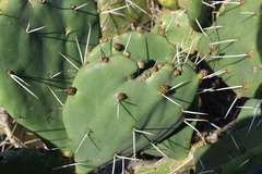 Opuntia megapotamica