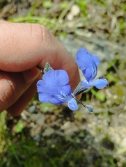 Salvia reptans