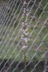 Stylidium graminifolium