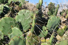 Opuntia megapotamica