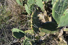 Opuntia megapotamica