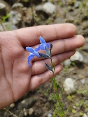 Salvia reptans
