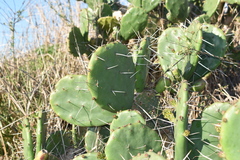 Opuntia megapotamica