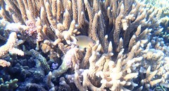 Pomacentrus bankanensis