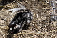 Spilogale angustifrons