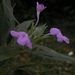 Ruellia jussieuoides - Photo (c) Erin Tripp, some rights reserved (CC BY-NC)