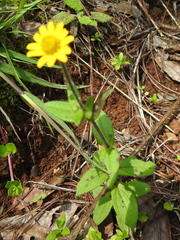 Melampodium montanum